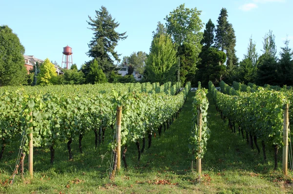 Urban grape orchard, Troutdale OR. — Stock Photo, Image