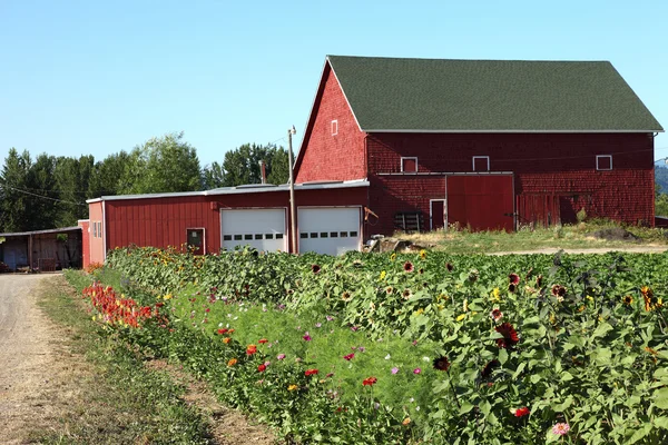 Old farm barn & flower field, Portland OR. — Stockfoto