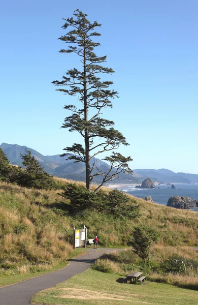 Lonsome tree in a park, Oregon coast — Stock Photo, Image