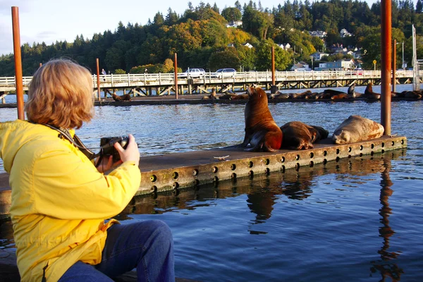 In astoria (Oregon) zeeleeuwen. — Stockfoto