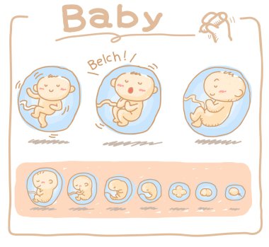 Baby inside womb clipart