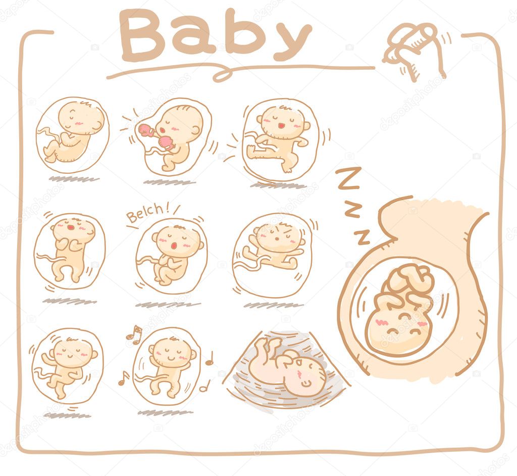 Baby inside womb set