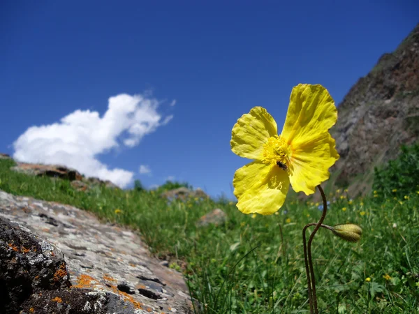 stock image Yellow poppies in the mountains