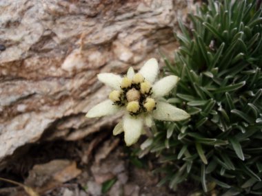 Edelweiss.