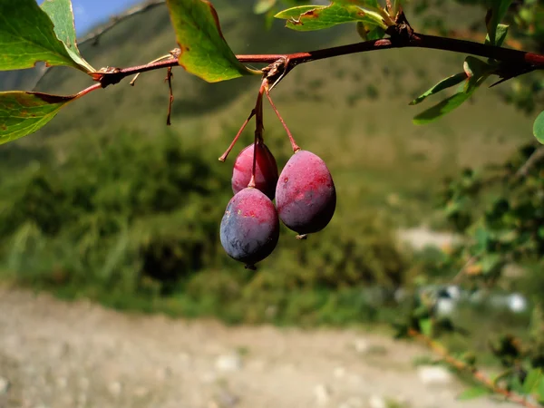 stock image Barberries