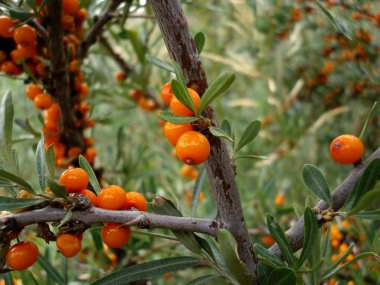 Sea buckthorn in the wild clipart