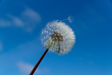 Dandelion clock clipart