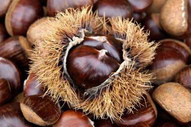 Chestnuts clipart