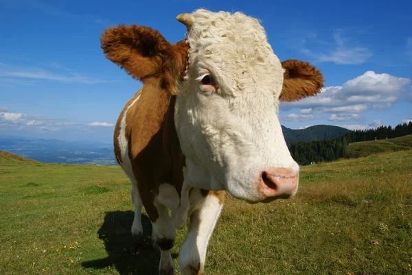 Kuh auf der Alm — Stockfoto