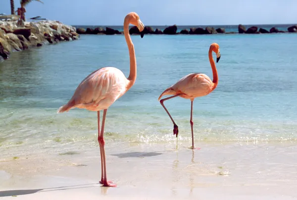 Flamingos na praia — Fotografia de Stock