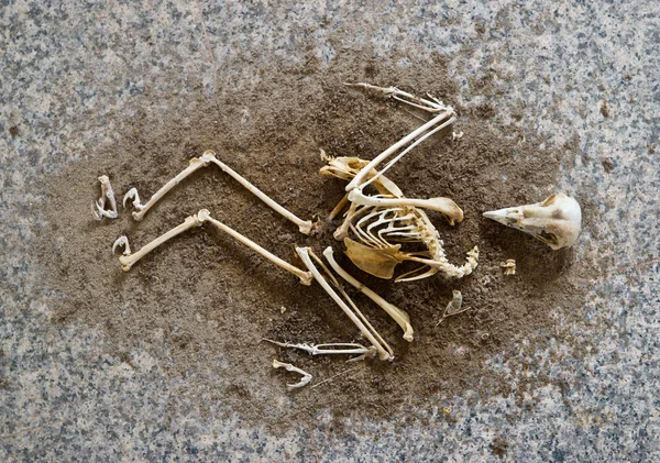 A birds skeleton — Stock Photo, Image