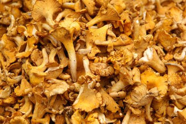 chantarelle bir Pazar