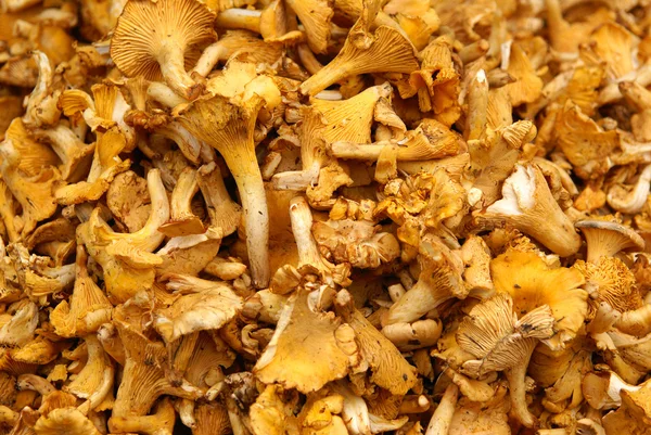 chantarelle bir Pazar