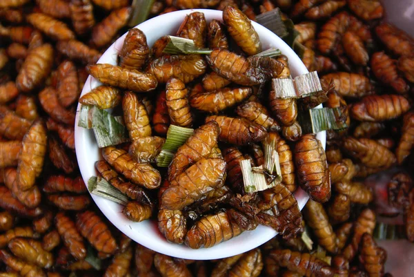 Insect snack — Stock Photo, Image