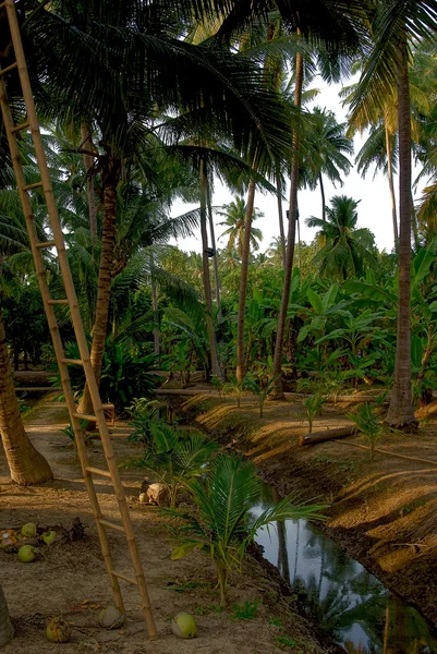 stock image Rural scenery in Southeast Asia