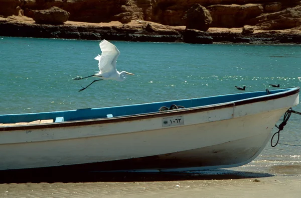 Pássaro e barco — Fotografia de Stock