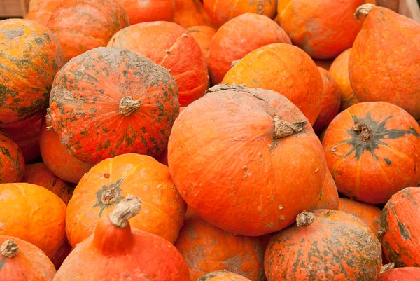 stock image Pumpkins