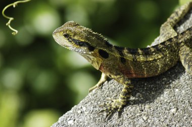 bir kayanın üzerine su dragon