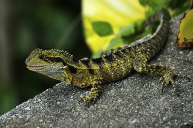 bir kayanın üzerine su dragon