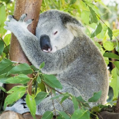 Koala sleeping in eucalypt tree clipart