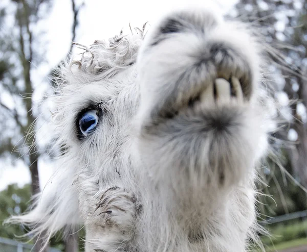 Alpaca in the forest — Stock Photo, Image