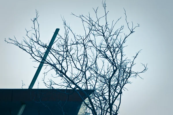 Kurumsal yapı dış cephe ve ağaç — Stok fotoğraf