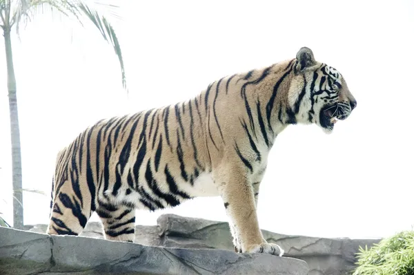 Tigre de pé com céu branco — Fotografia de Stock