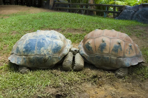 Zwei Schildkröten küssen — Stockfoto