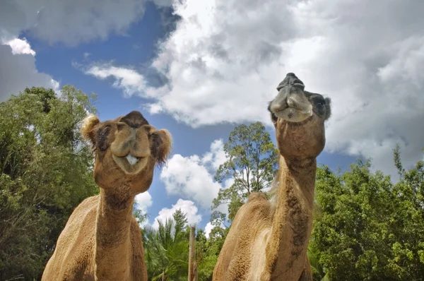 Two camels — Stock Photo, Image