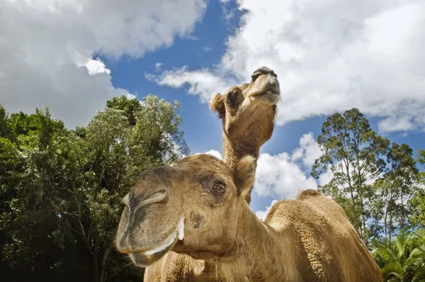 Twee kamelen op zoek — Stockfoto