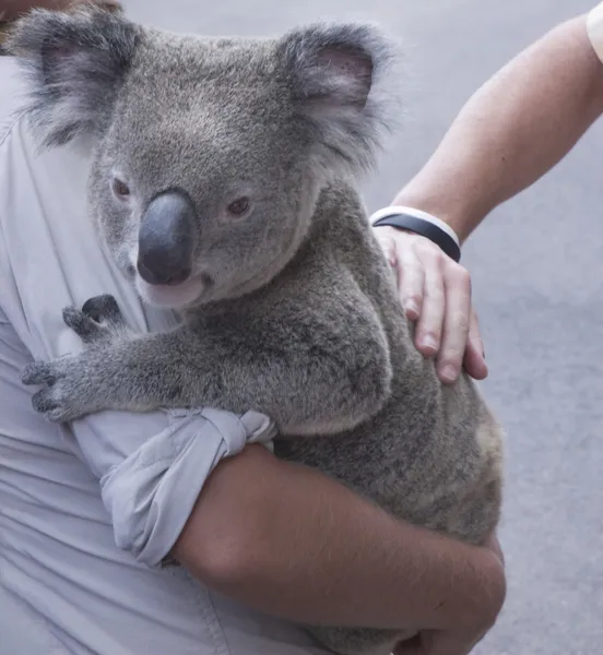 Koala. —  Fotos de Stock