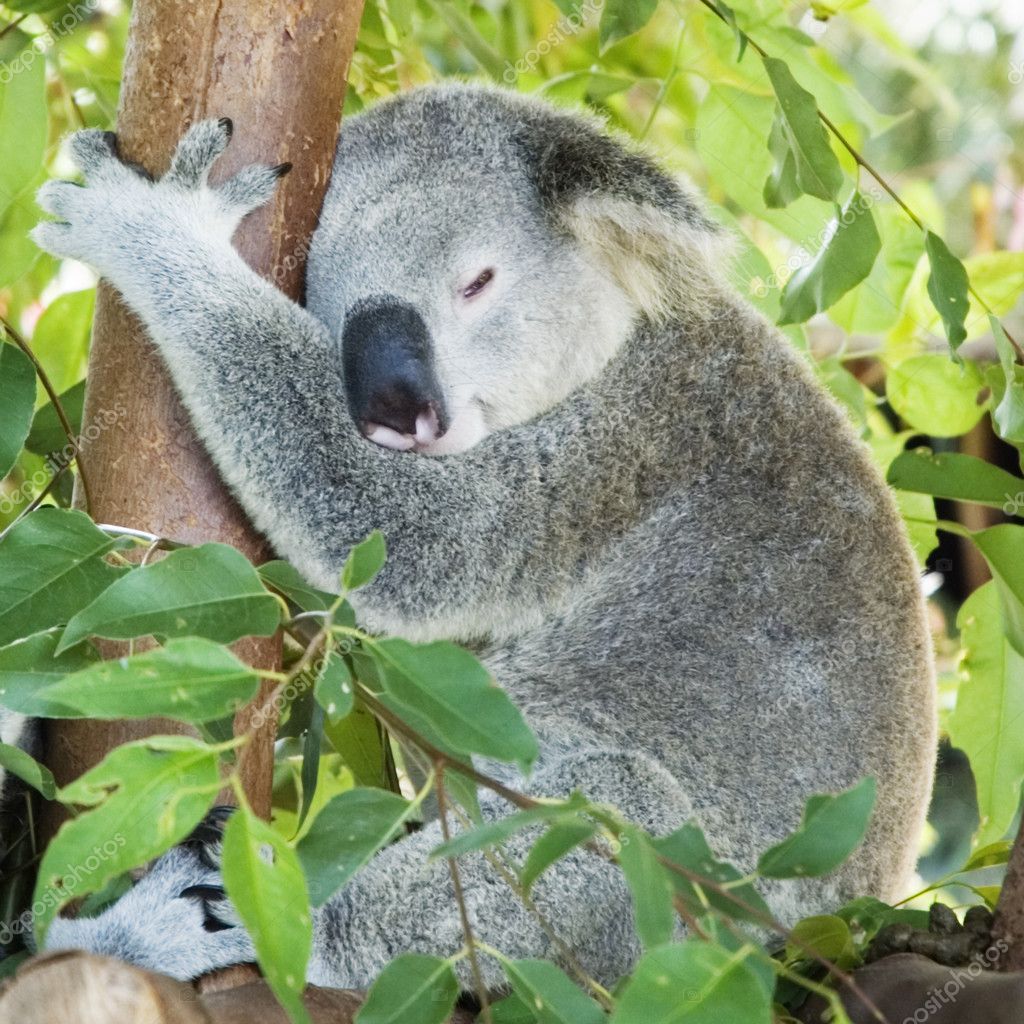 Koala sleeping in eucalypt tree — Stock Photo © epstock #5788901