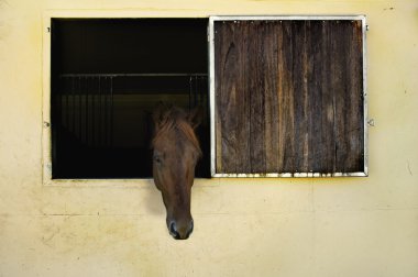Horse with head out of window in stable clipart