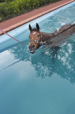 At nalı yüzme havuzunda Yüzme at