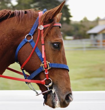 Horses head showing his teeth clipart