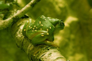 Yeşil treefrog dal üzerinde oturan