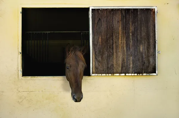 Paard met hoofd uit raam in stal — Stockfoto