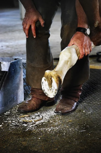 stock image Man holding up horse's hoof