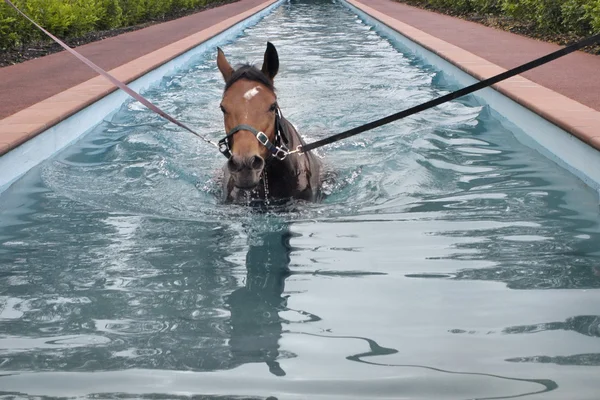 Paard zwemmen in het zwembad van het paard — Stockfoto