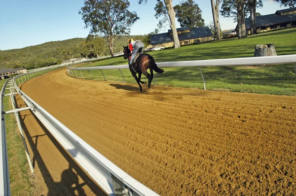 Entrenamiento de caballos de carreras en las pistas —  Fotos de Stock