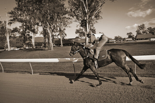 Тренировка лошадей на треках
