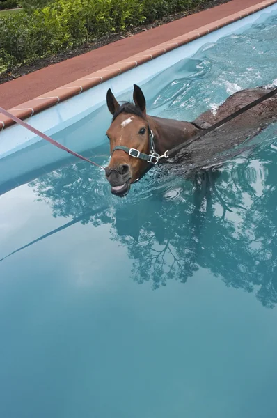 At nalı yüzme havuzunda Yüzme at — Stok fotoğraf