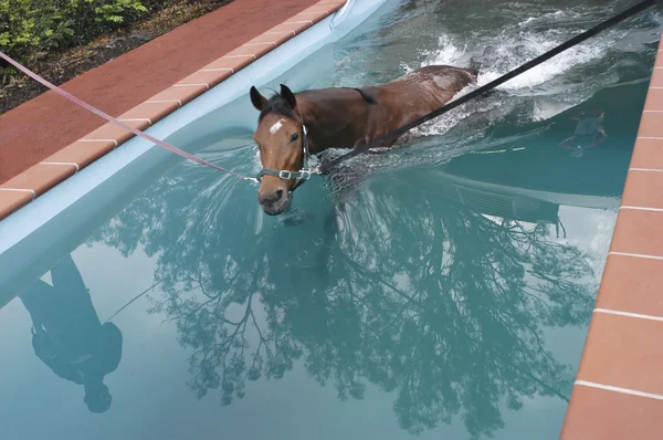 Paard zwemmen in het zwembad van het paard — Stockfoto