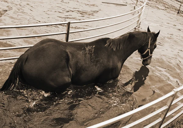 Häst i aqua walker — Stockfoto