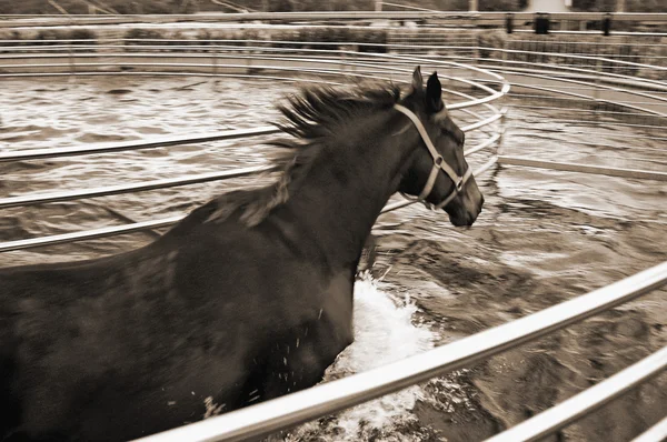 Horse in aqua walker — Stockfoto