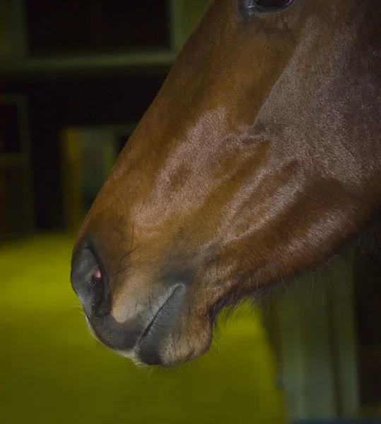 Hästens mule — Stockfoto