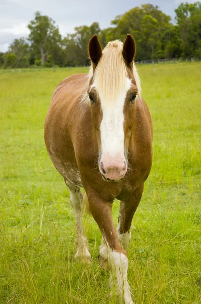 Koń idąc ku mnie w zielone pastwisko — Zdjęcie stockowe