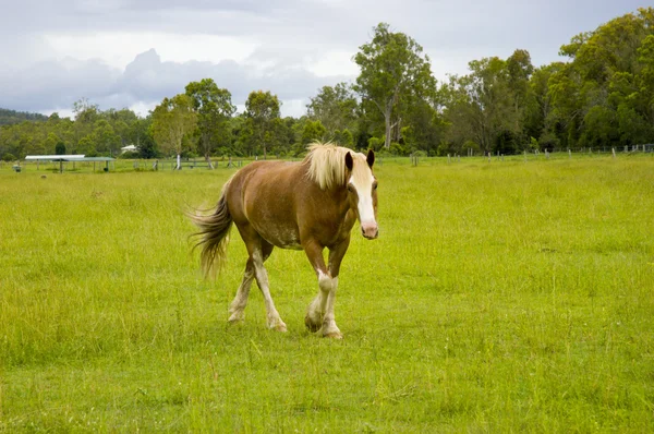 Passeio a cavalo em padock verde — Fotografia de Stock