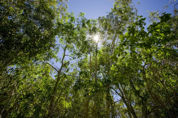 stock image Green vibrant forest with sun shining through the leaves