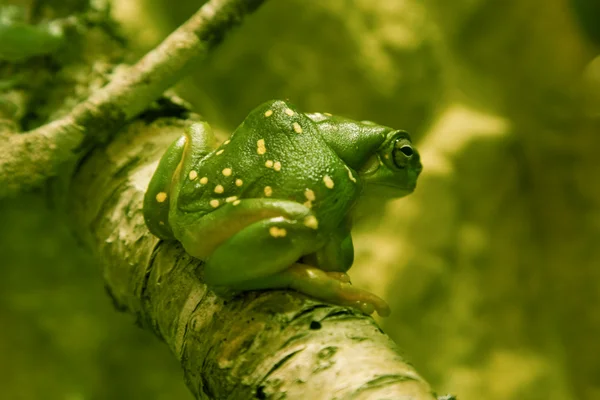 Grenouille verte assise sur une branche — Photo